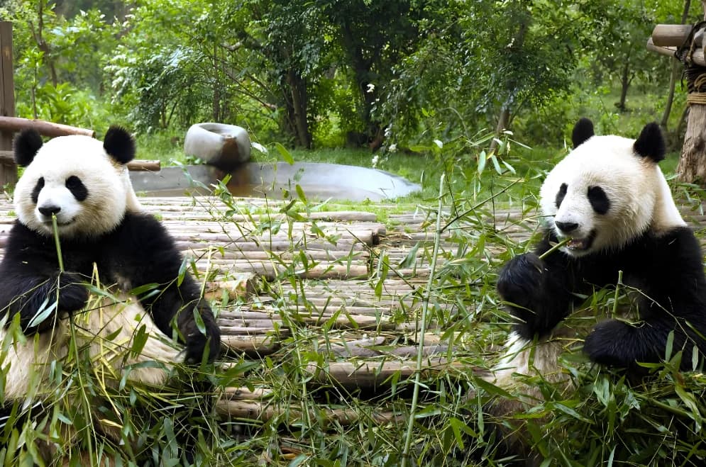 The Beautiful Journey of the Land of Abundance